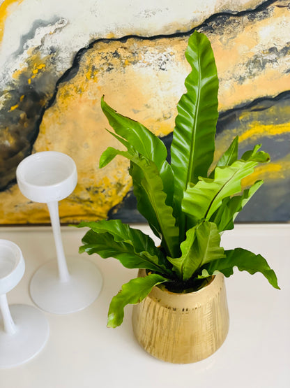 Helecho Asplenium en maceta S