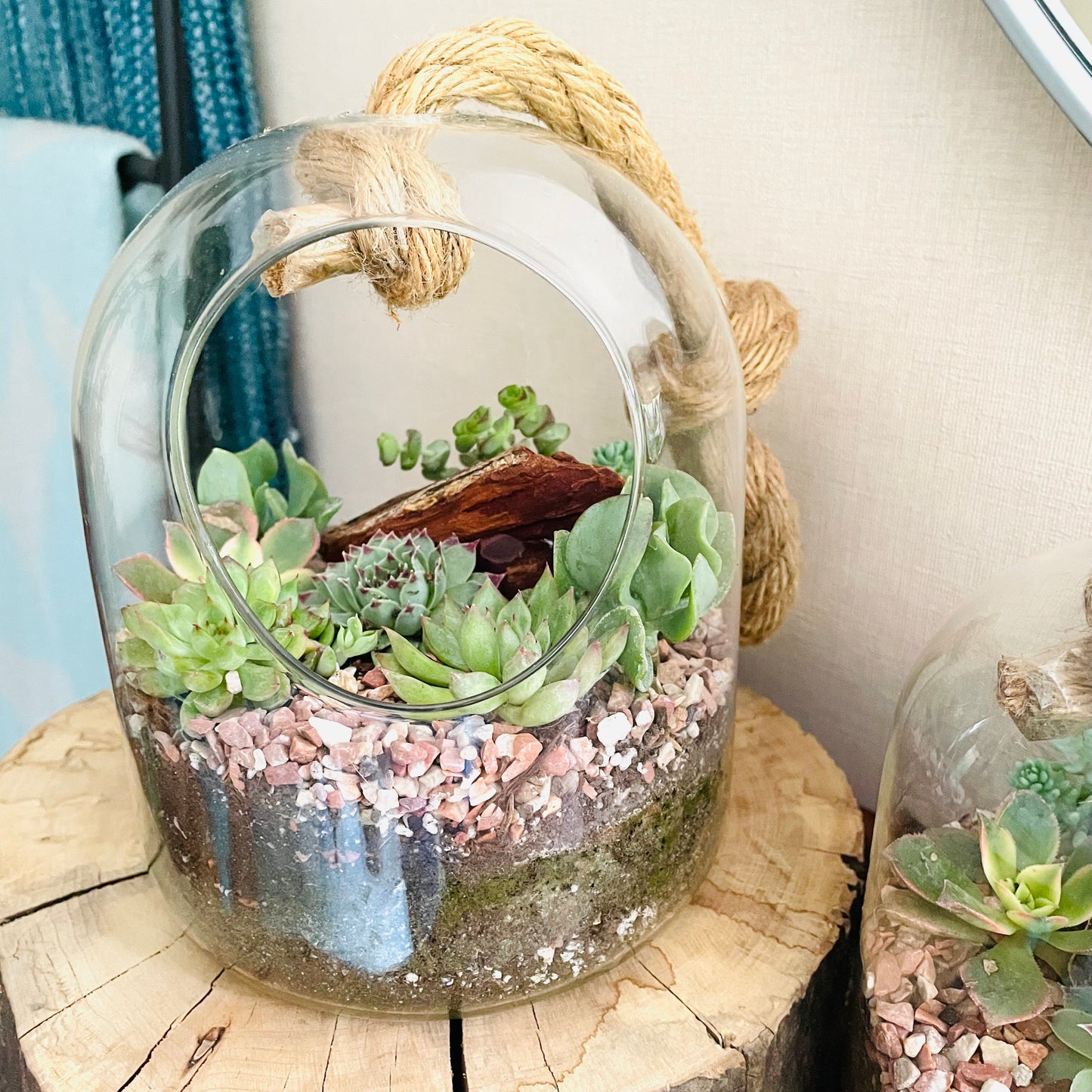 Terrario con suculentas en cúpula de vidrio