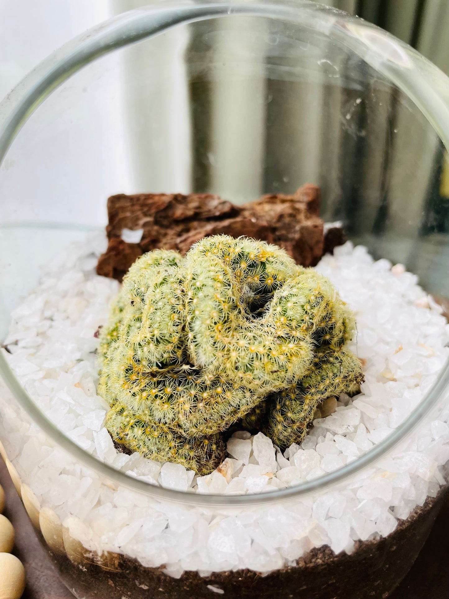 Terrario con cactus (Mammillaria elongata crestada)