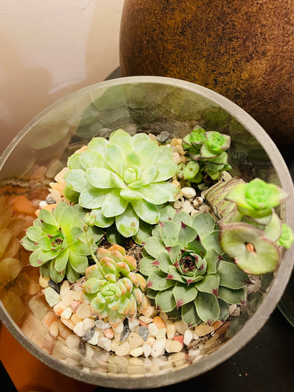 Terrario con suculentas en vidrio