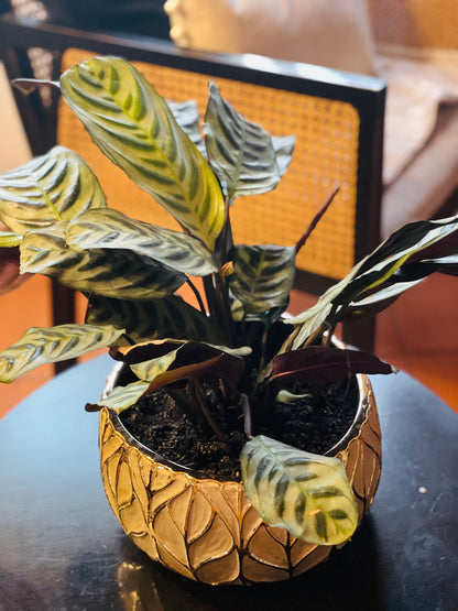 Calathea burle marxii en maceta L