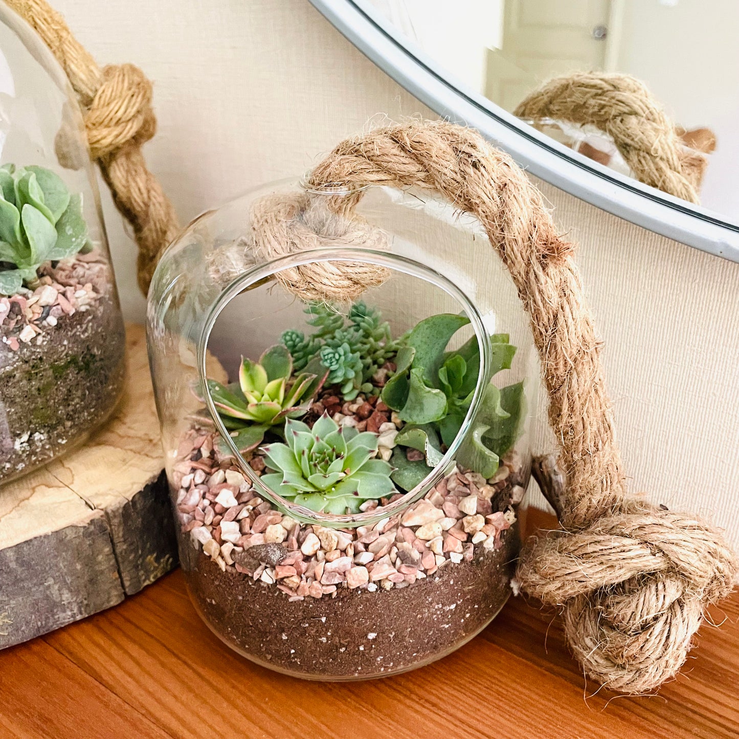 Terrario con suculentas en cúpula de vidrio