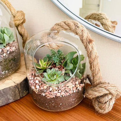Terrario con suculentas en cúpula de vidrio