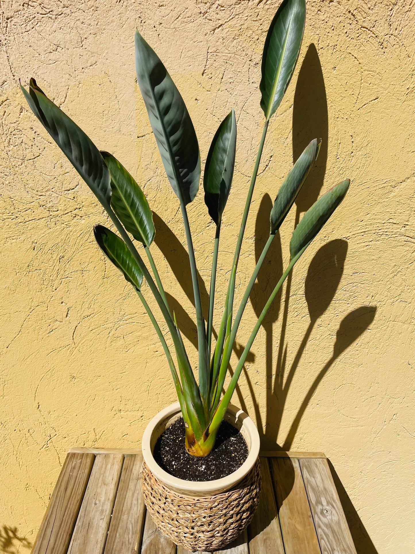 Strelitzia reginae o Flor del pájaro en maceta L