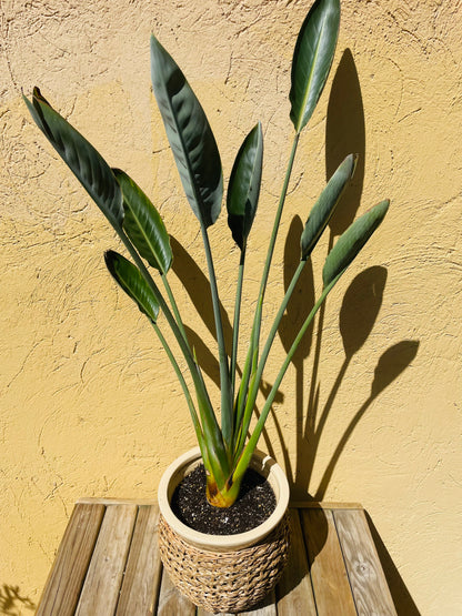 Strelitzia reginae o Flor del pájaro en maceta L