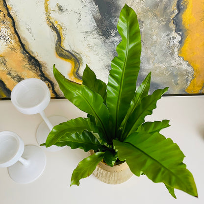 Helecho Asplenium en maceta S