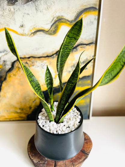 Sansevieria en maceta M