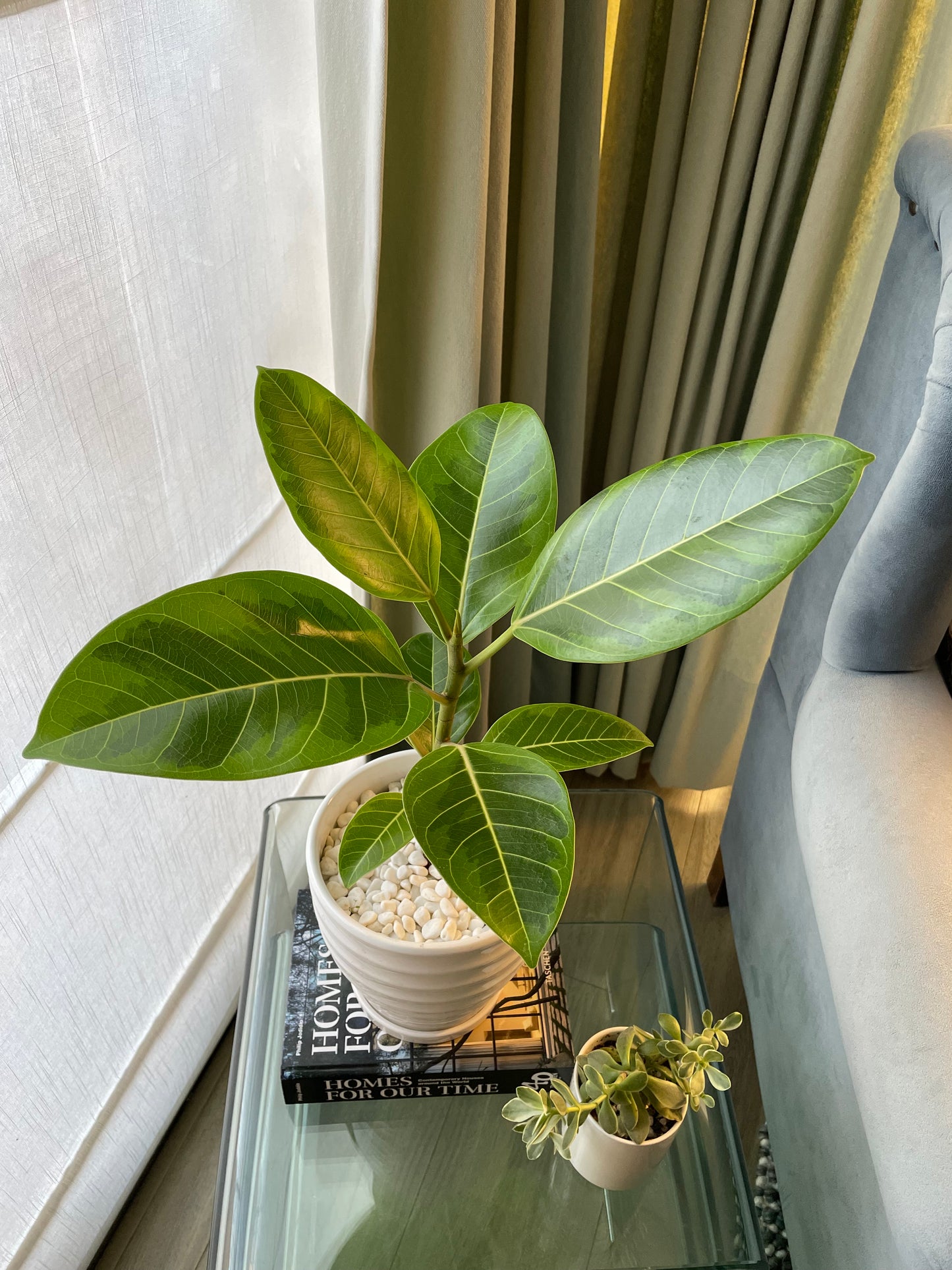 Ficus altissima en maceta M blanca