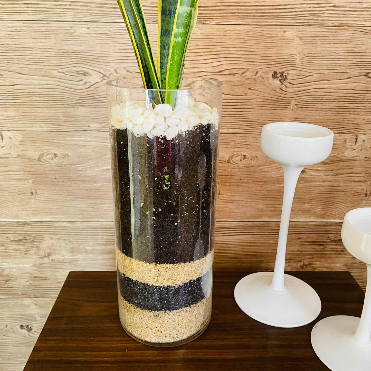 Sansevieria en maceta de vidrio L