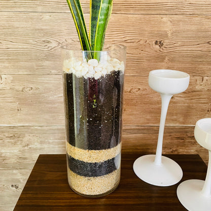 Sansevieria en maceta de vidrio L