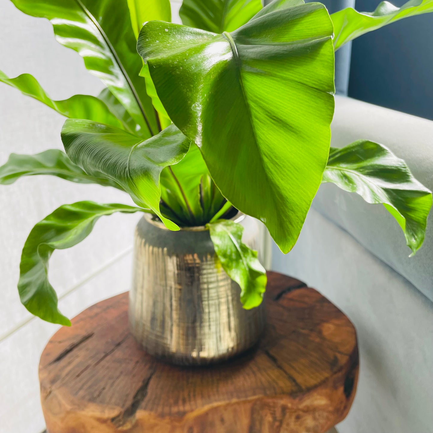 Helecho Asplenium en maceta M