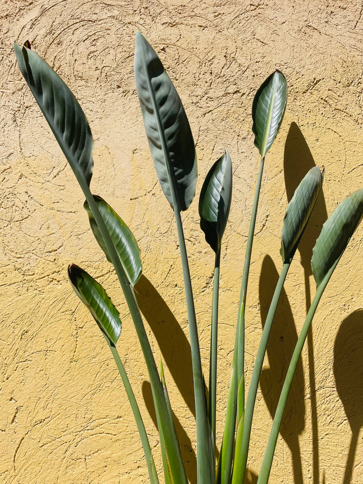 Strelitzia reginae o Flor del pájaro en maceta L