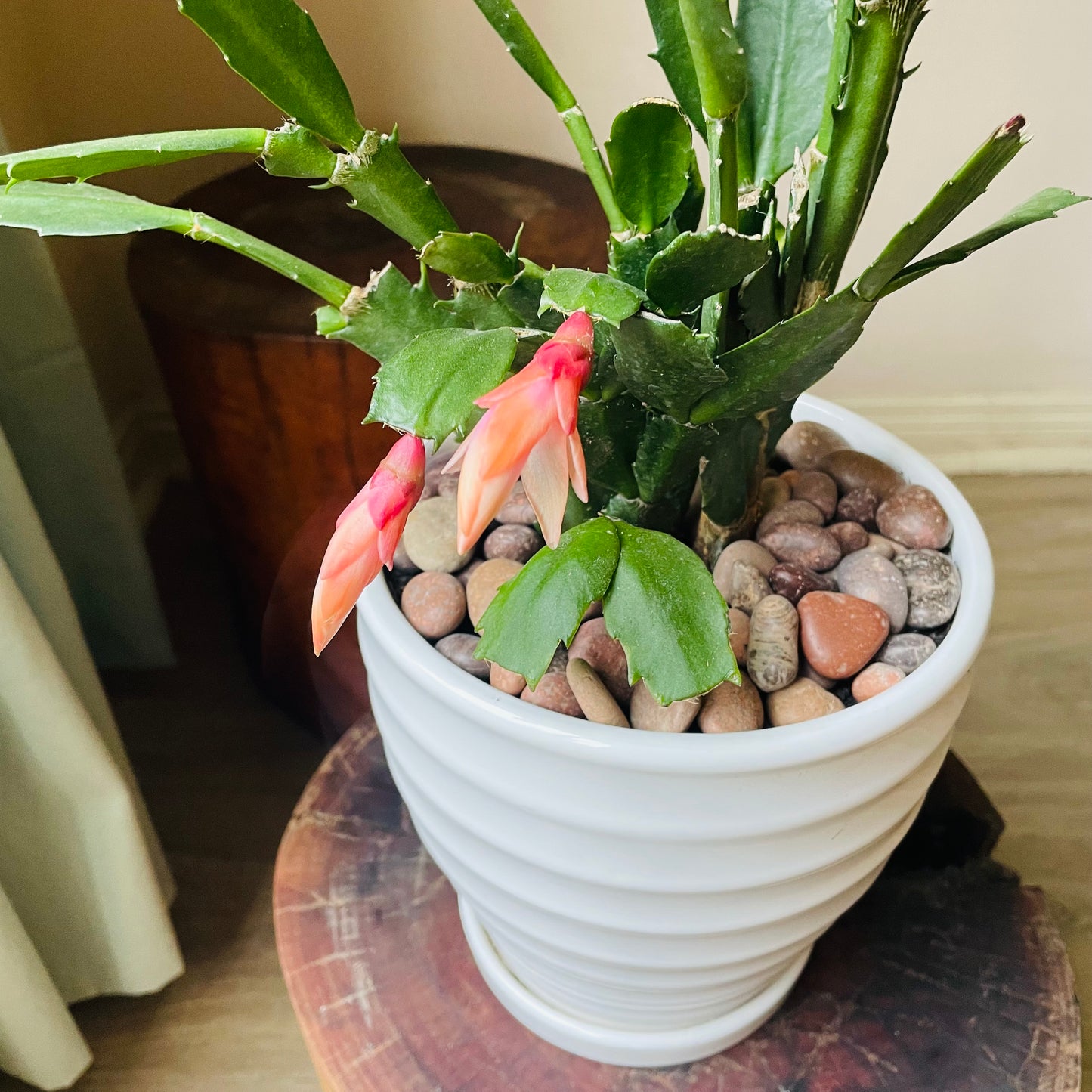 Schlumbergera truncata en maceta M