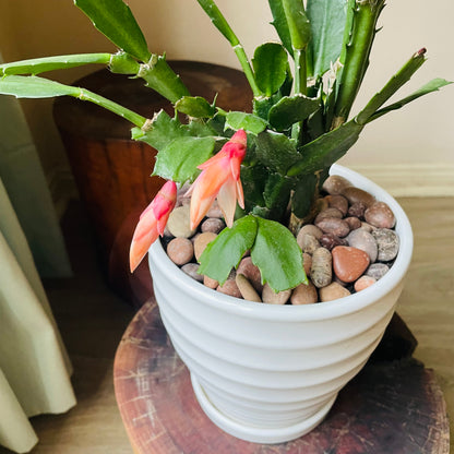 Schlumbergera truncata en maceta M