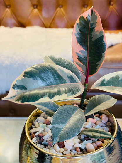 Ficus elástica ruby en maceta M