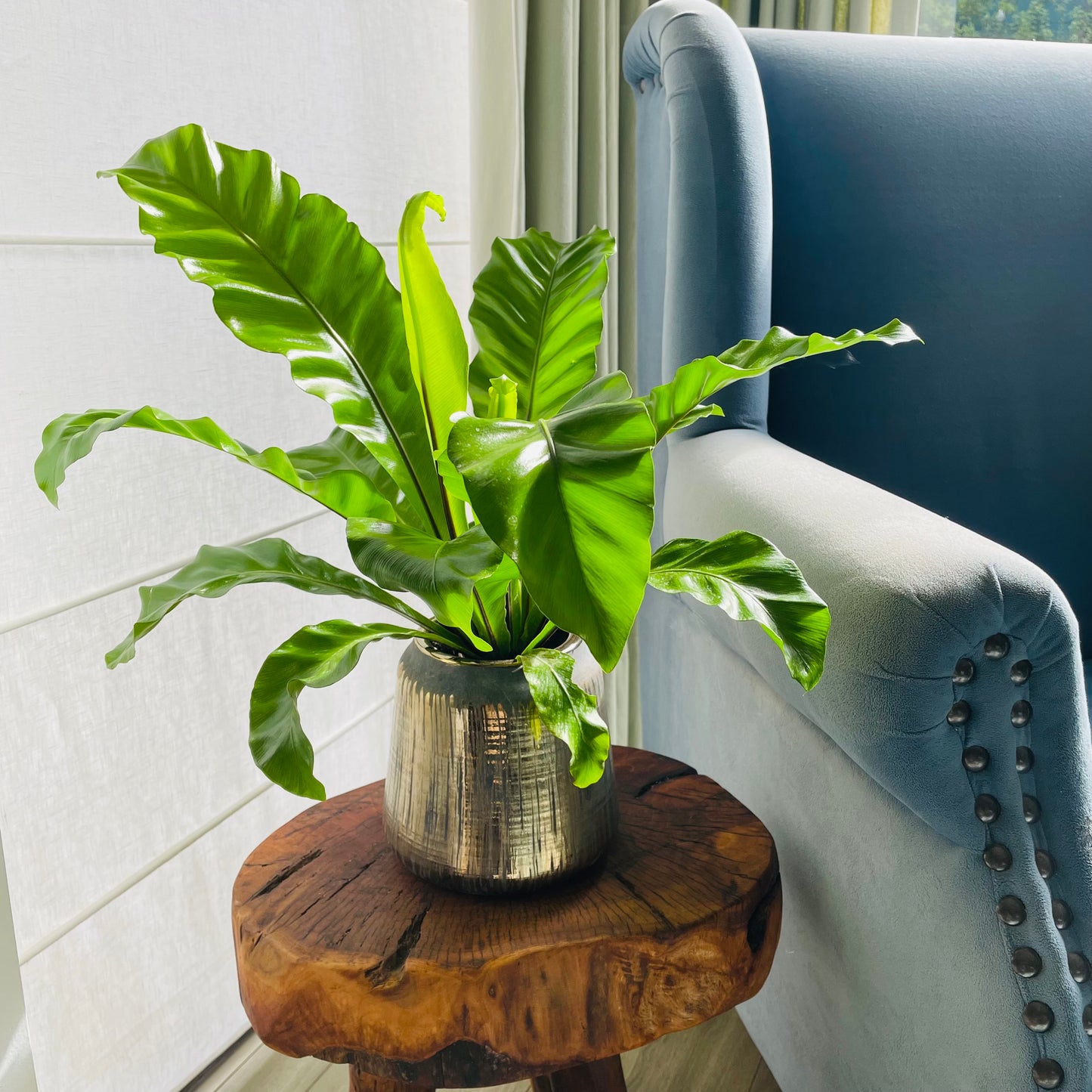 Helecho Asplenium en maceta M