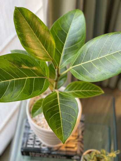 Ficus altissima en maceta M blanca