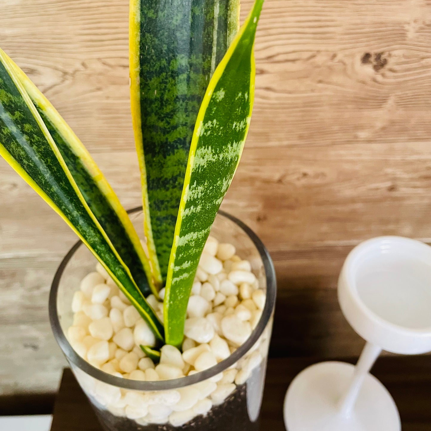 Sansevieria en maceta de vidrio L