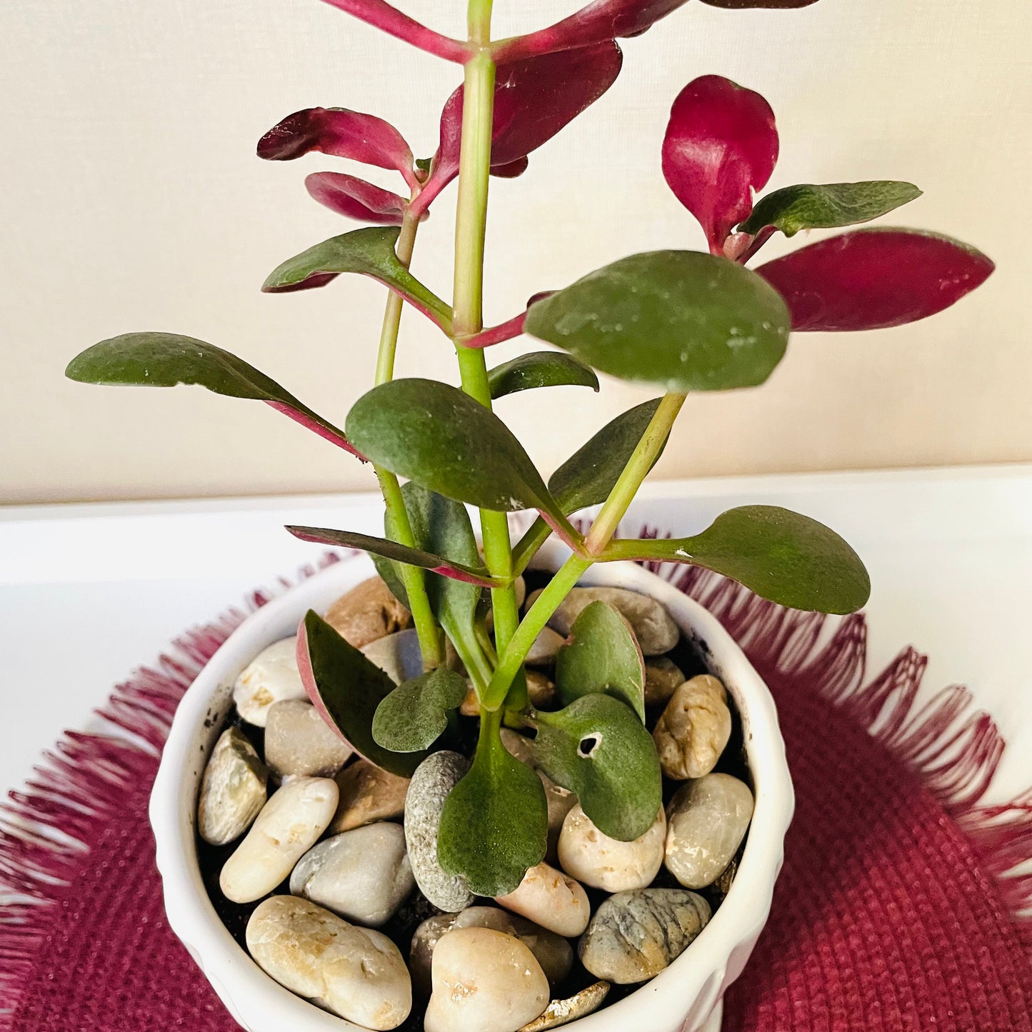 Crassula multicava en maceta S