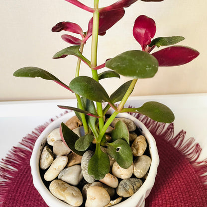 Crassula multicava en maceta S