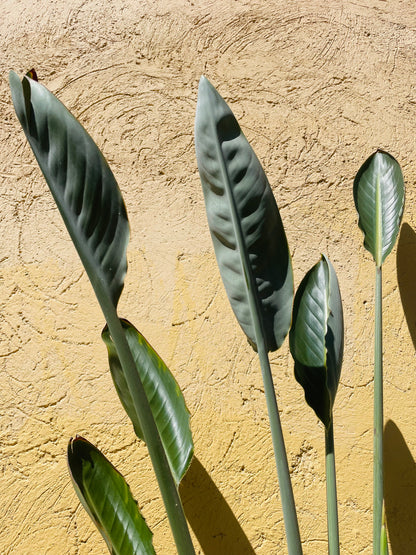 Strelitzia reginae o Flor del pájaro en maceta L