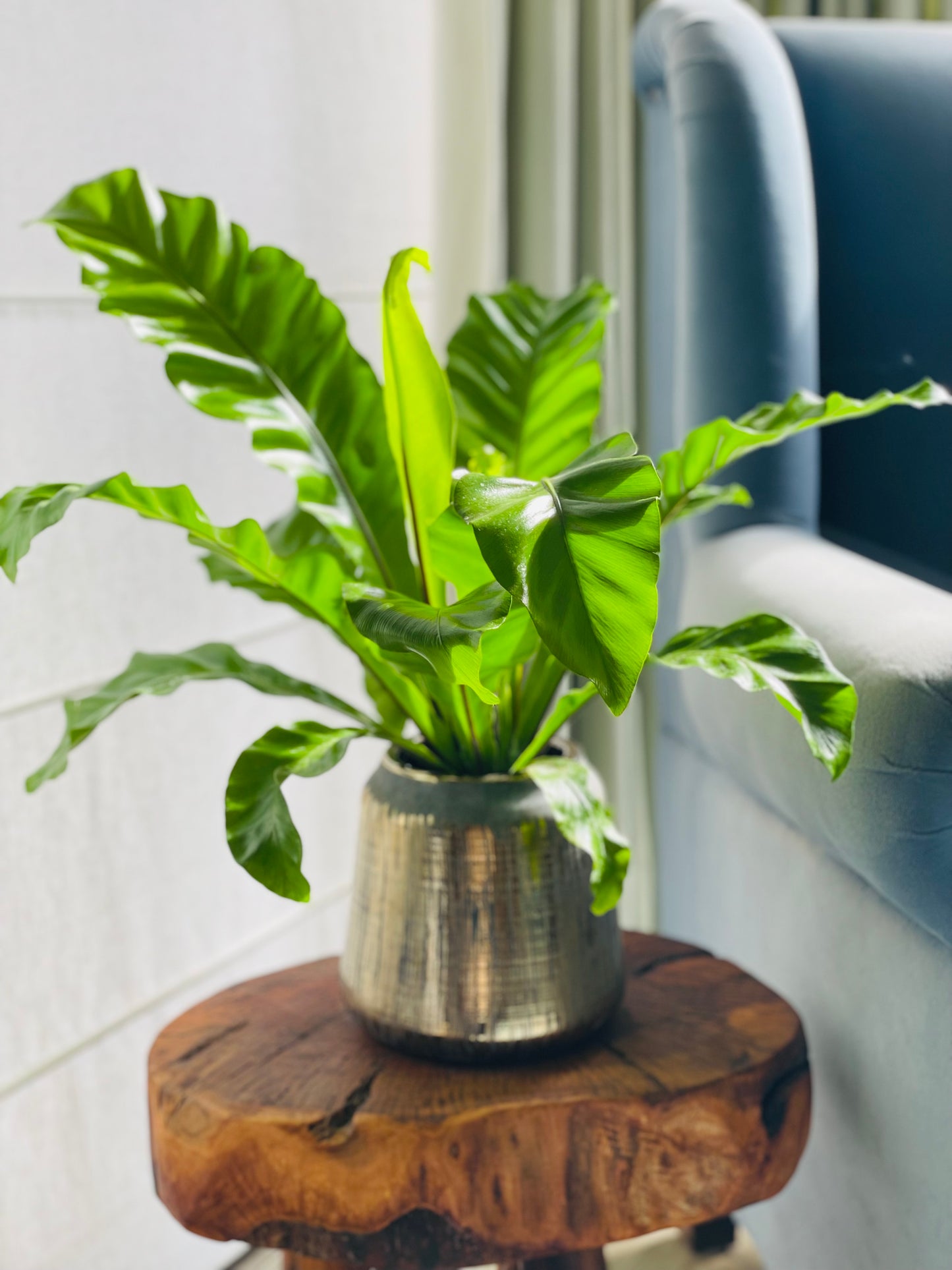 Helecho Asplenium en maceta M