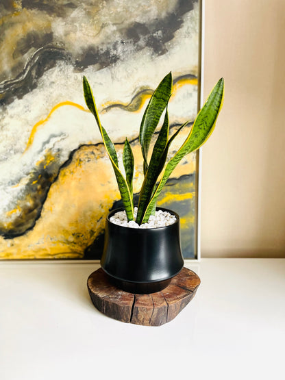 Sansevieria en maceta M