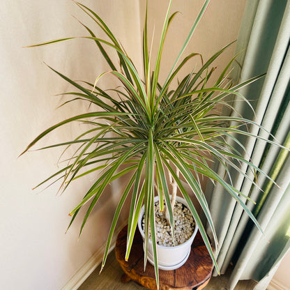 Dracena Marginata tricolor en maceta L