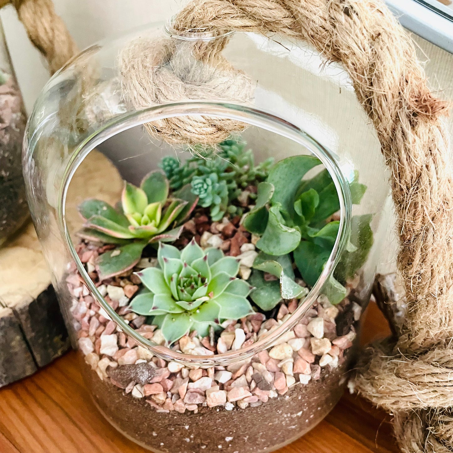 Terrario con suculentas en cúpula de vidrio