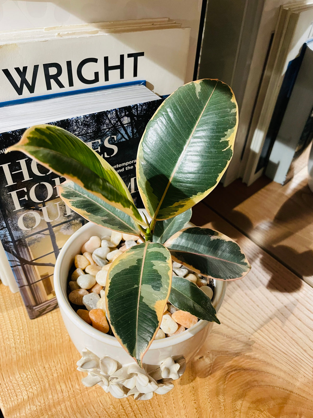 Ficus elástica Tineke en maceta M