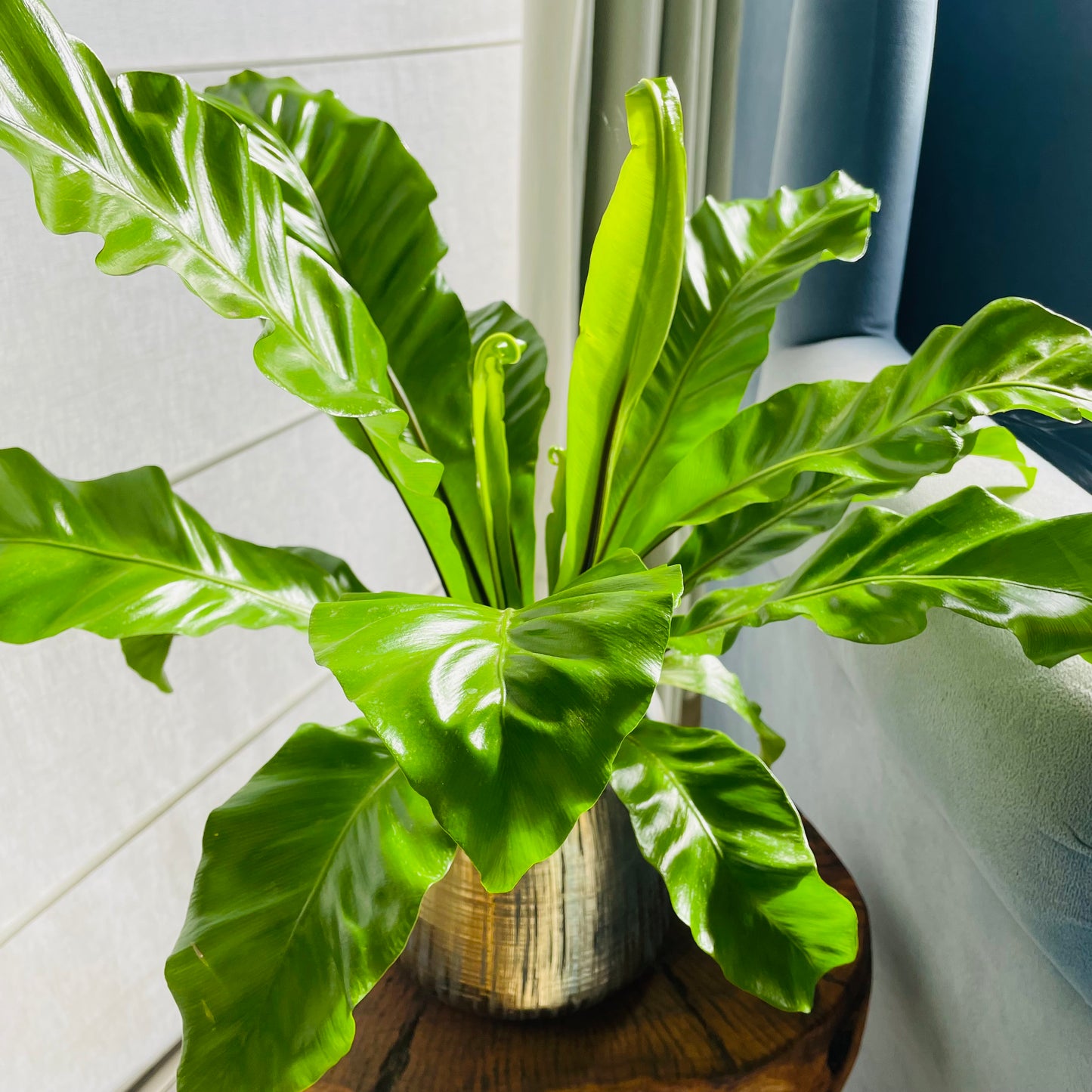 Helecho Asplenium en maceta M