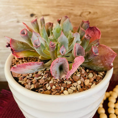 Echeveria Pink Trumpet en maceta M