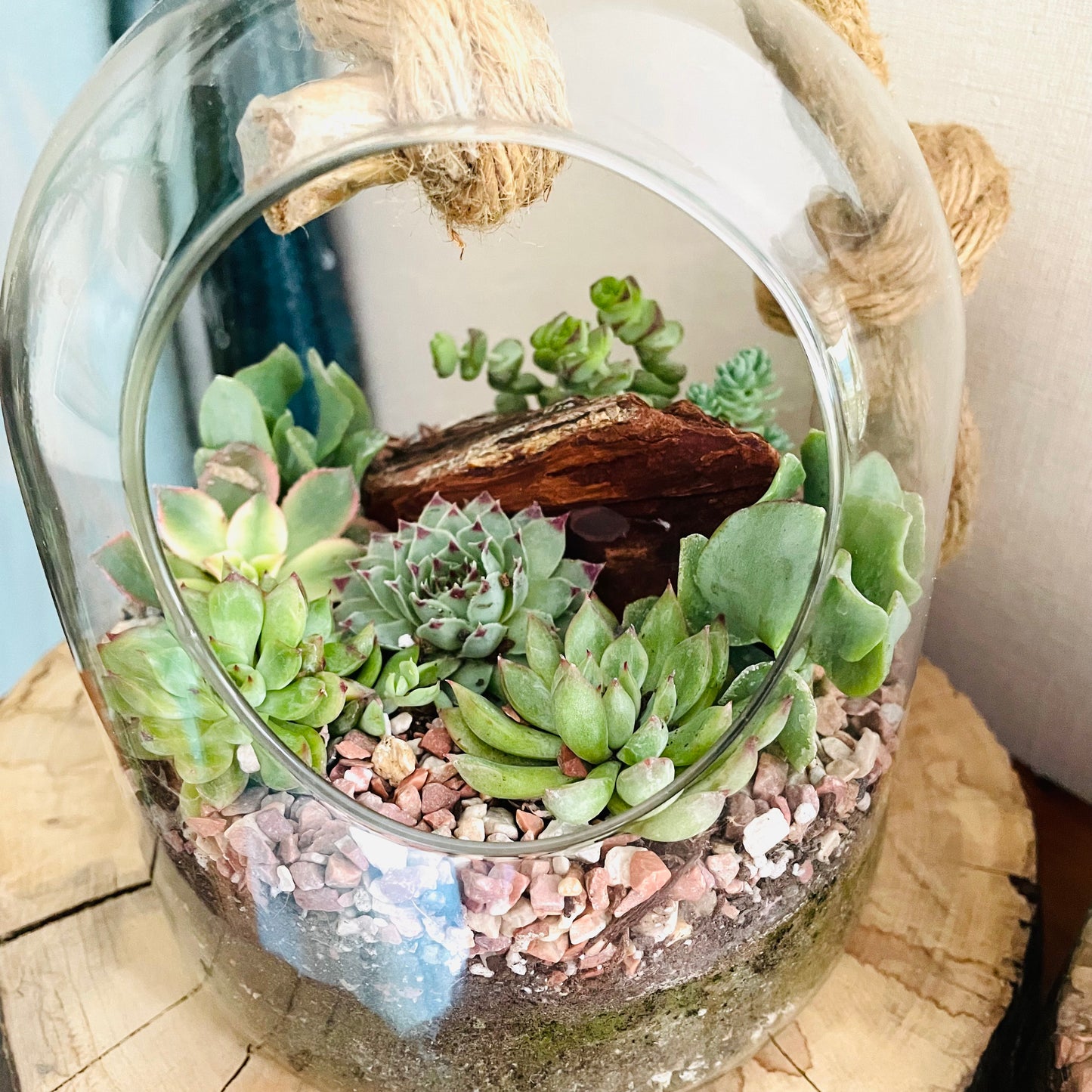 Terrario con suculentas en cúpula de vidrio