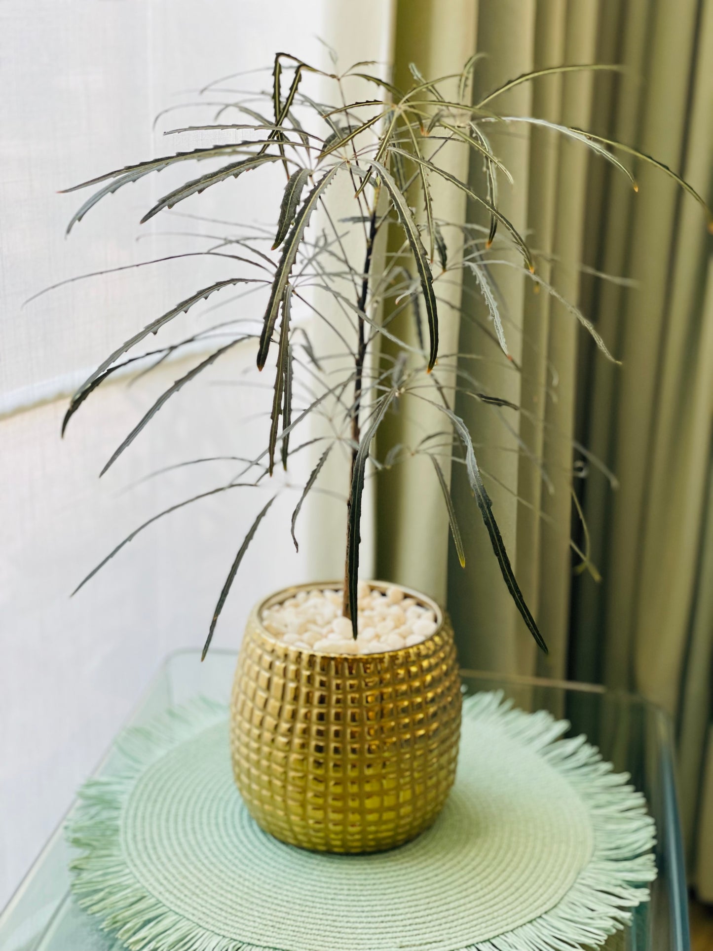 Aralia elegantísima en maceta M