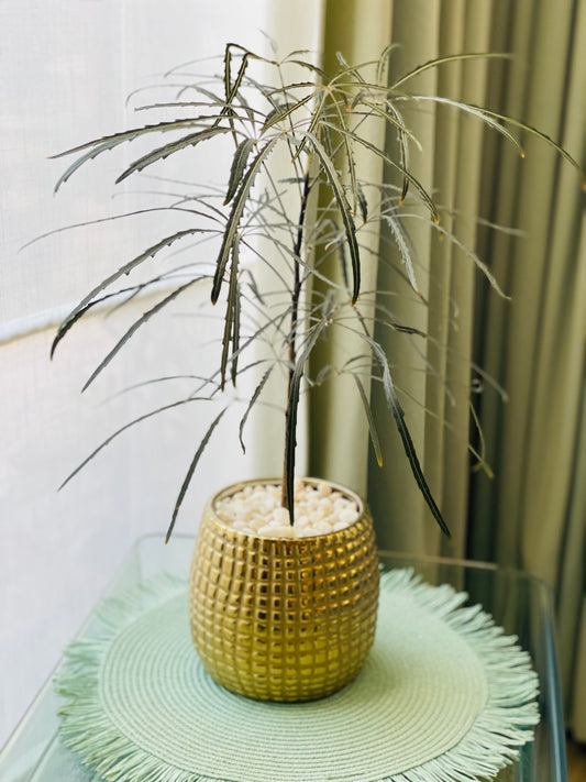 Aralia elegantísima en maceta M