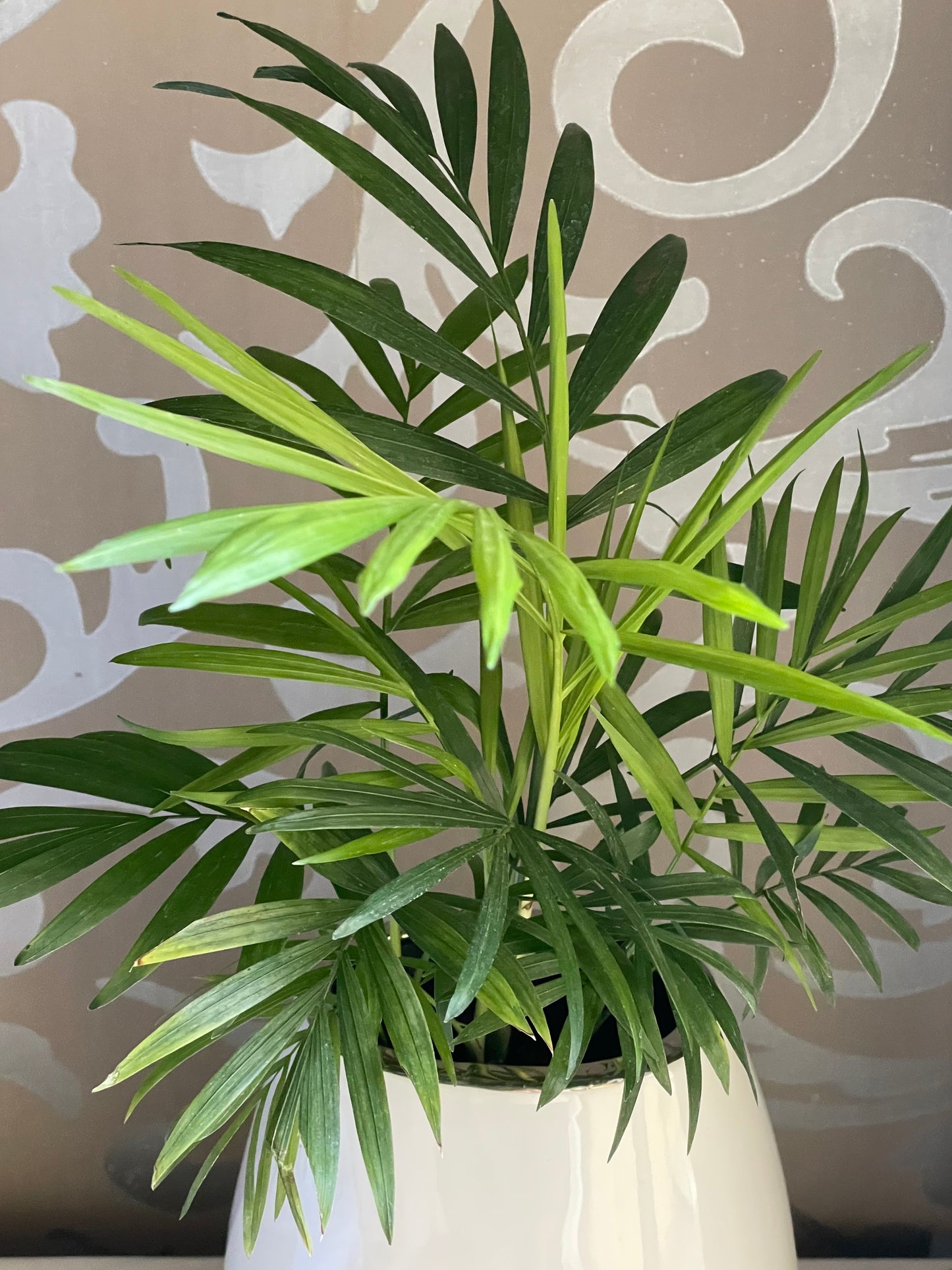 Chamaedorea elegans en maceta libélula