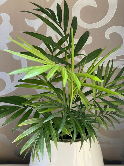 Chamaedorea elegans en maceta libélula