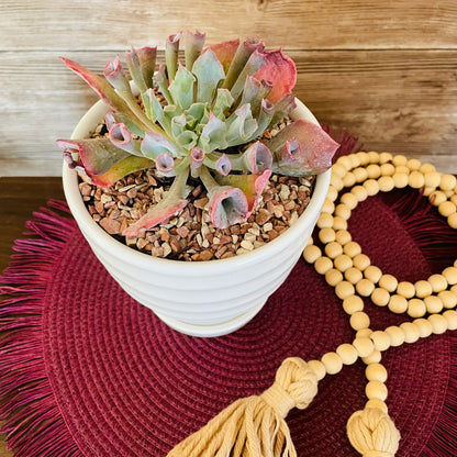 Echeveria Pink Trumpet en maceta M