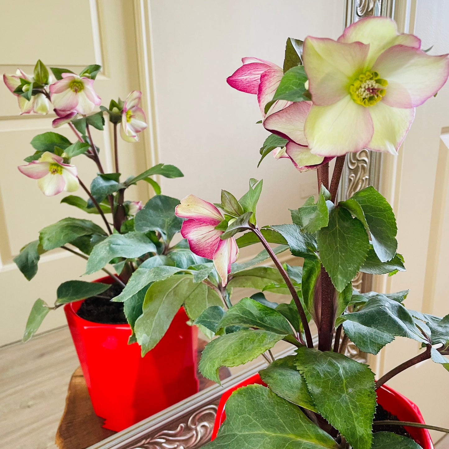Helleborus niger en maceta L
