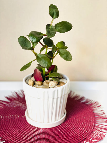 Crassula multicava en maceta S