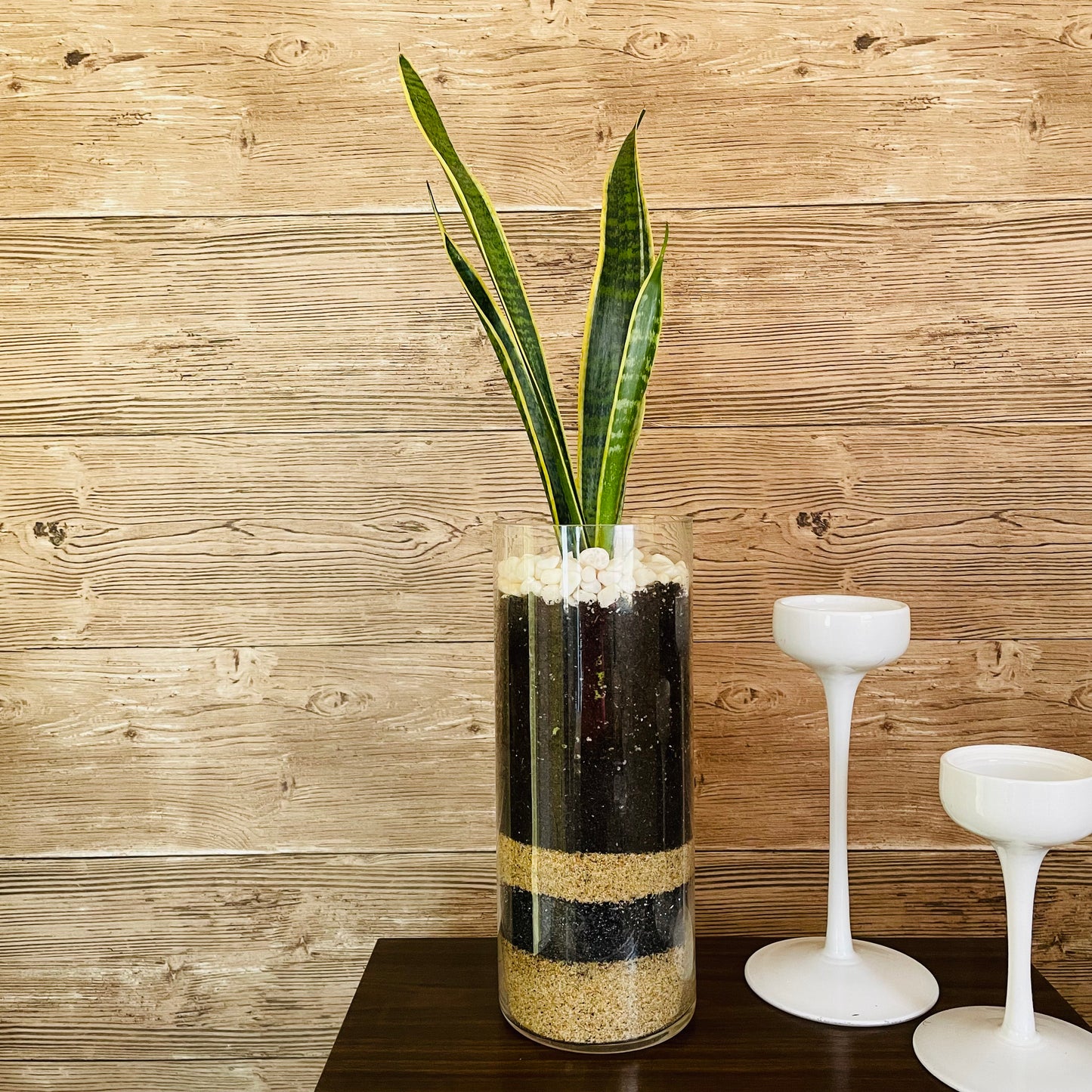 Sansevieria en maceta de vidrio L