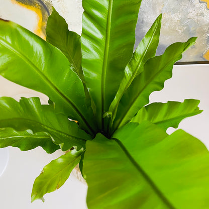Helecho Asplenium en maceta S