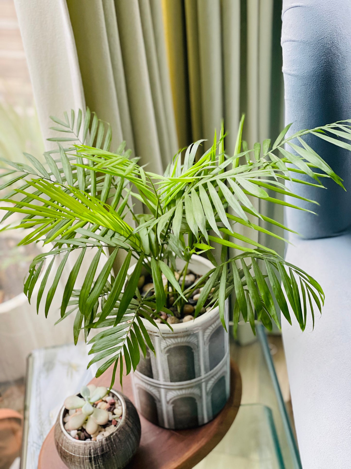 Chamaedorea elegans en maceta cilíndrica L
