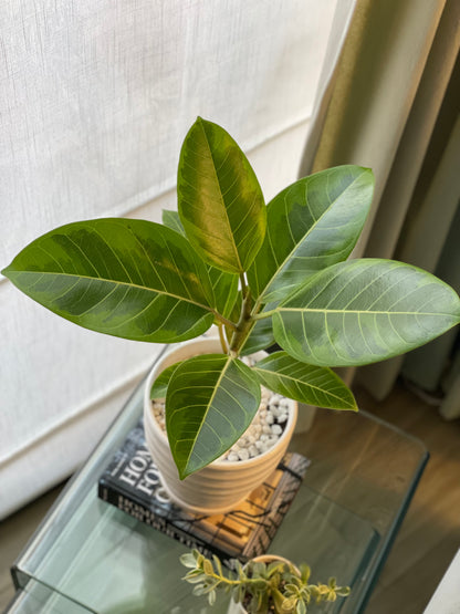 Ficus altissima en maceta M blanca