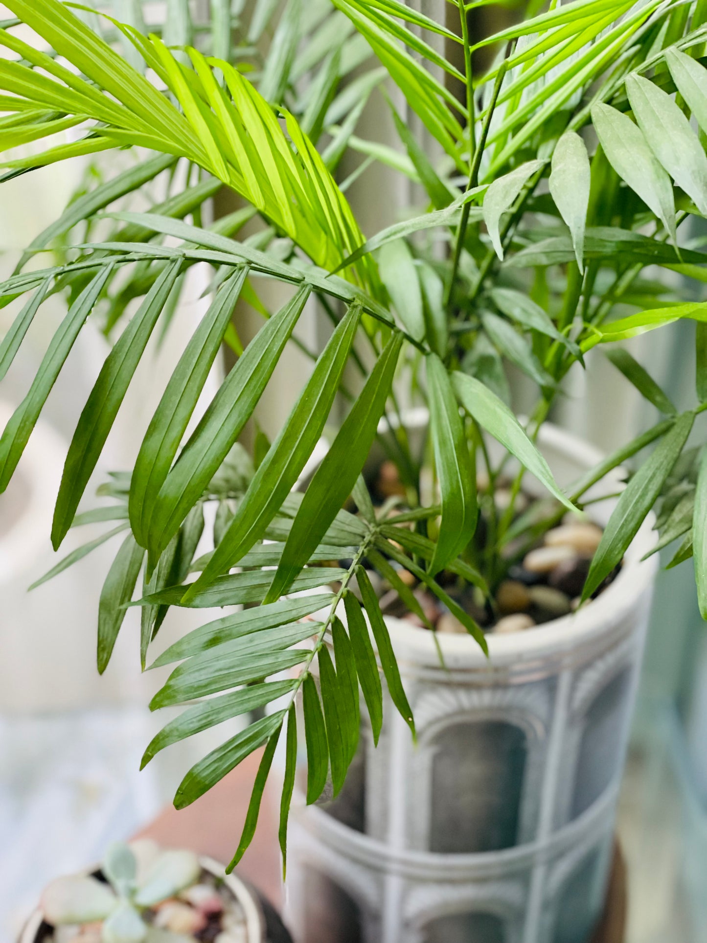 Chamaedorea elegans en maceta cilíndrica L