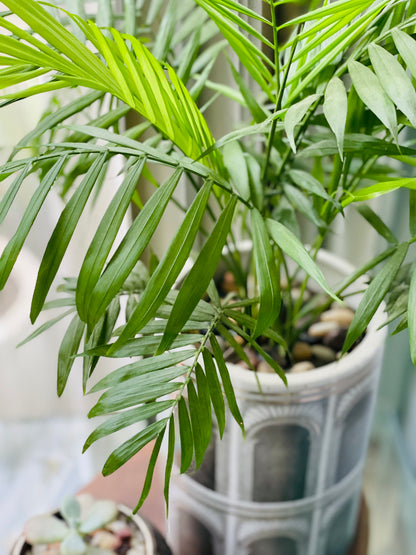 Chamaedorea elegans en maceta cilíndrica L