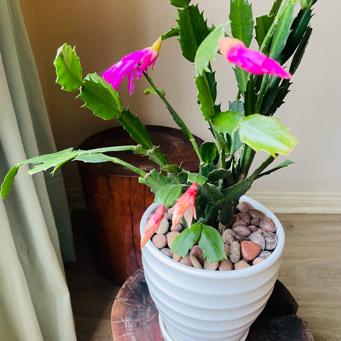Schlumbergera truncata en maceta M