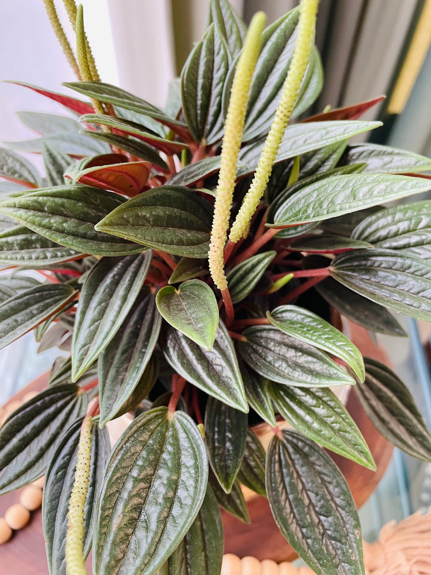 Peperomia caperata rosso en maceta M