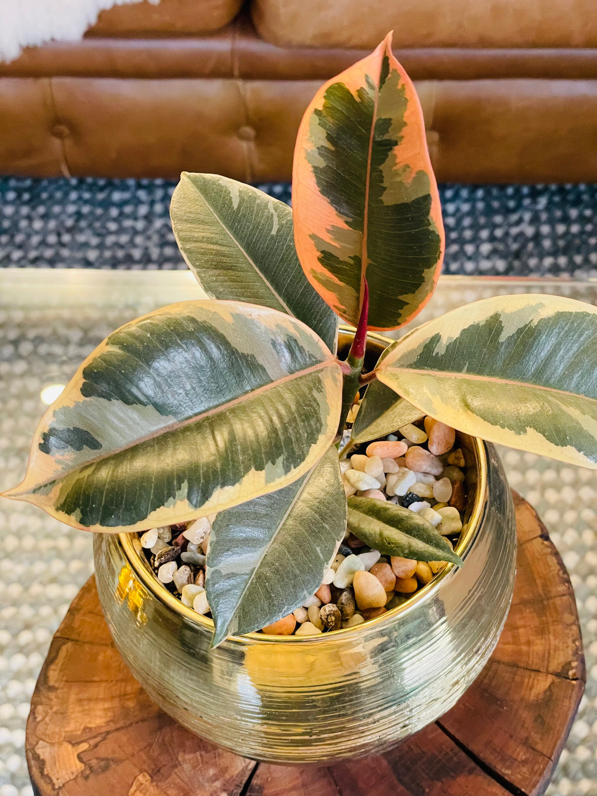 Ficus elástica ruby en maceta M