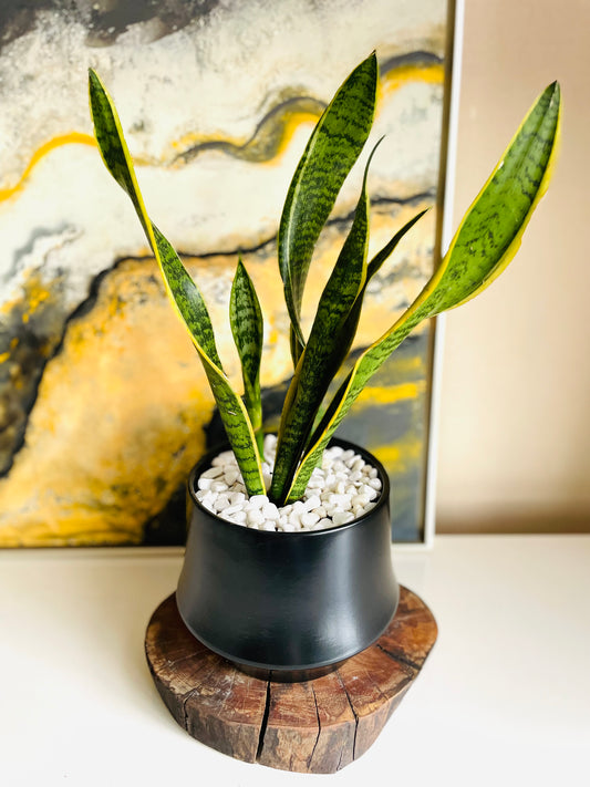 Sansevieria en maceta M
